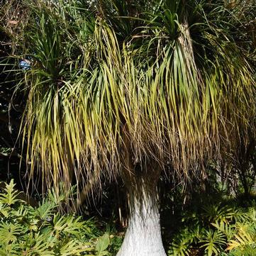 Beaucarnea recurvata 