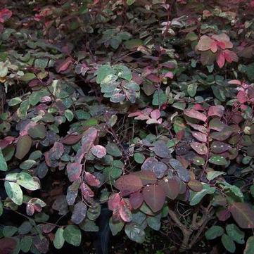 Breynia 'disticha roseo-picta'