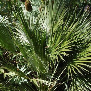 Chamaerops humilis 