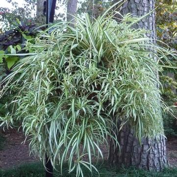 Chlorophytum comosum 'Variegatum'