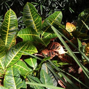 Codiaeum variegatum 'Petra'