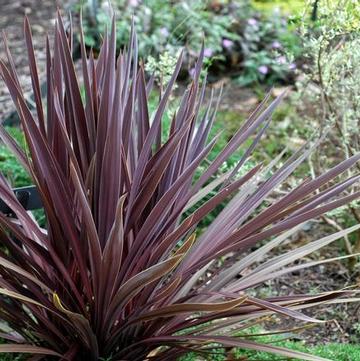 Cordyline australis 'Red Sensation'