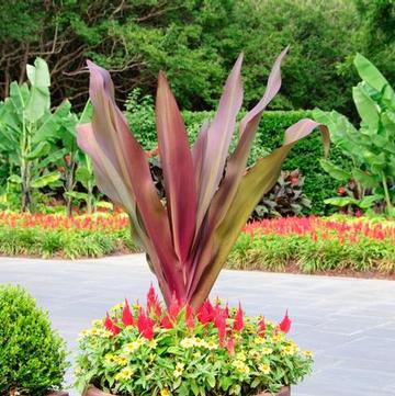 Crinum angustum 'Queen Emma'