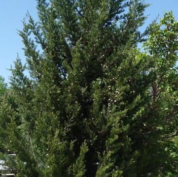 Cupressus sempervirens 