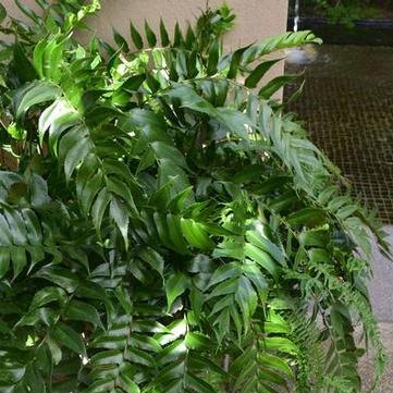 Cyrtomium falcatum 'Rochfordianum'