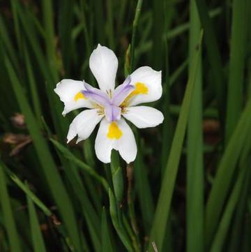 Dietes bicolor 