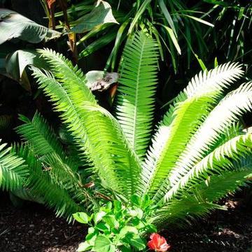 Dioon spinulosum 