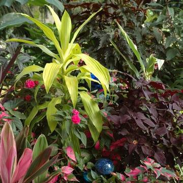 Dracaena hybrid 'Limelight'