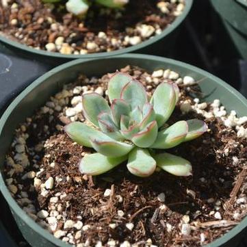Echeveria runyonii 'Topsy Turvy'