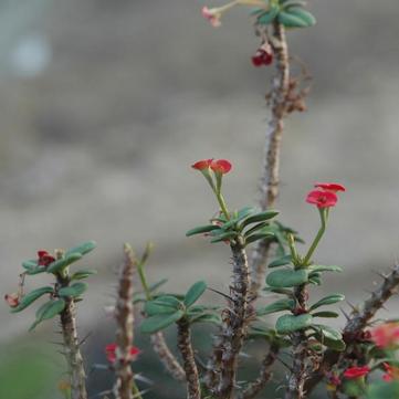 Euphorbia milii 