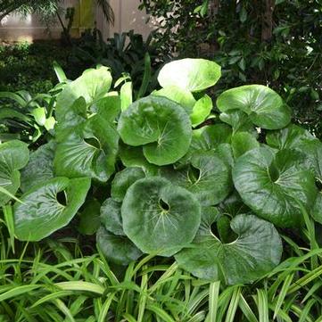 Farfugium japonicum 'Giganteum'