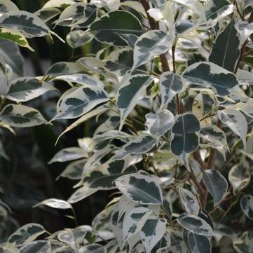 Ficus benjamina 'Starlight'