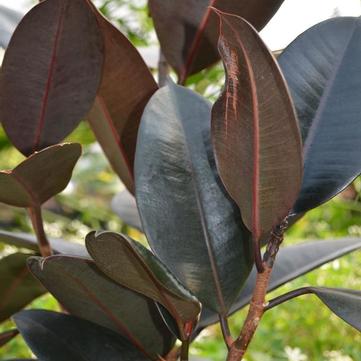Ficus elastica 'Burgundy'