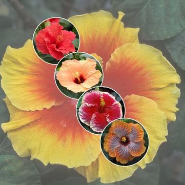 Hibiscus 