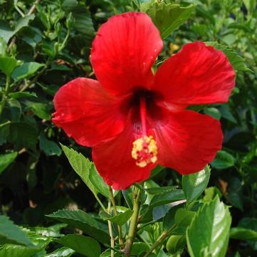 Hibiscus rosa-sinensis 'President Red'