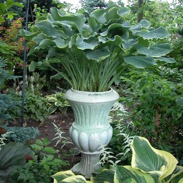 Hosta 