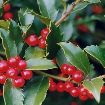 Ilex 'Nellie R. Stevens'