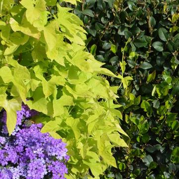 Ipomoea 'Lime'