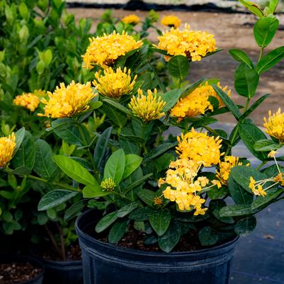 Ixora coccinea 'Maui Yellow'