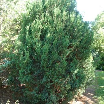 Juniperus chinensis 'Blue Point'
