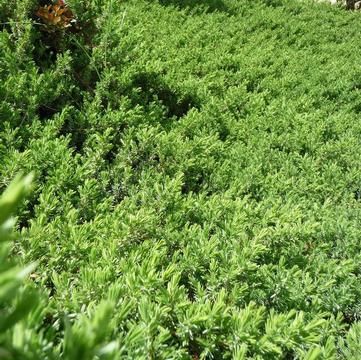 Juniperus conferta 'Blue Pacific'