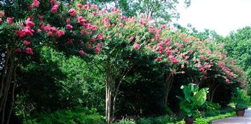 Lagerstroemia indica x fauriei 'Tuscarora'