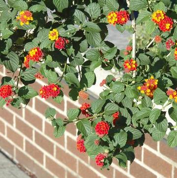 Lantana 'Miss Huff'