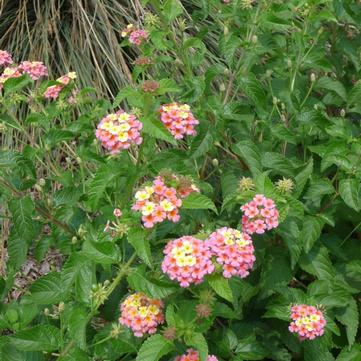 Lantana camara 'Ham and Eggs'