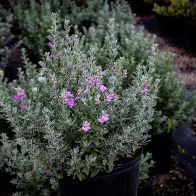 Leucophyllum frutescens 'Silverado'