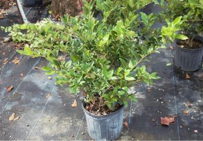 Ligustrum japonicum 'Howardi'