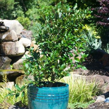 Ligustrum japonicum 'Recurvifolium'
