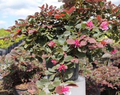 Loropetalum chinense 'Plum Delight'
