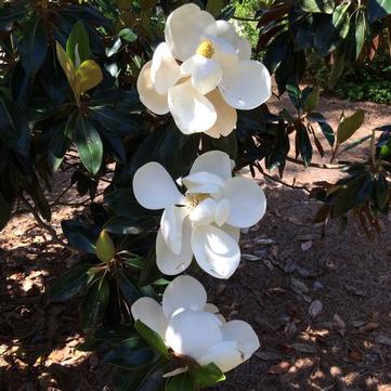 Magnolia grandiflora 'Little Gem'
