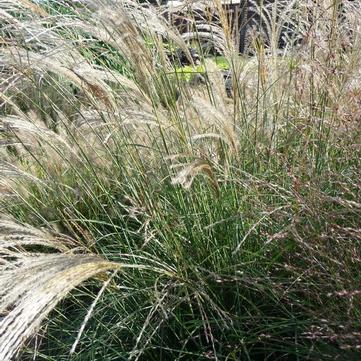 Miscanthus sinensis 'Gracillimus'