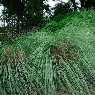 Muhlenbergia lindheimeri 
