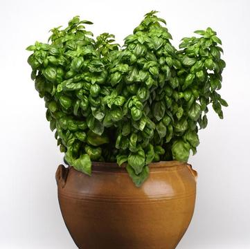 Ocimum basilicum 'Genovese'