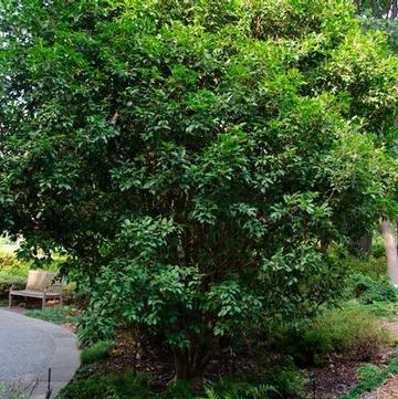 Osmanthus fragrans 