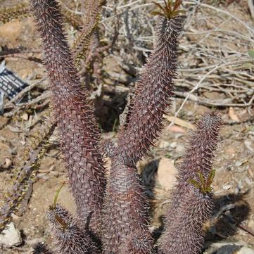 Pachypodium lamerei 