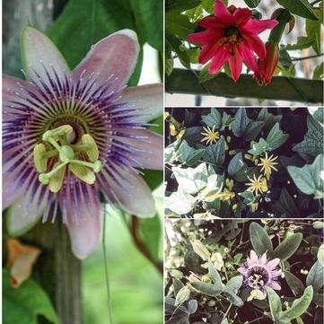 Passiflora serratifolia 'Multiple Varieties'