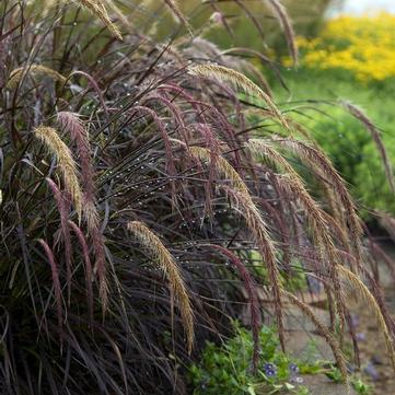 Pennisetum setaceum 'Rubrum'