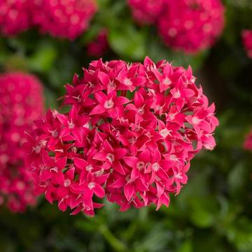 Pentas lanceolata 'Lipstick'
