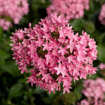 Pentas lanceolata 'Pink'
