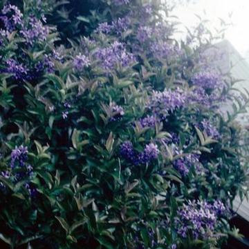 Petrea volubilis 