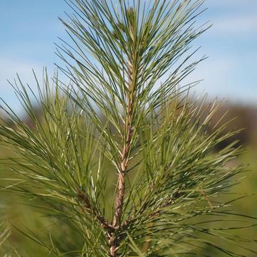 Pinus taeda 