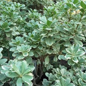 Pittosporum tobira 'Variegata'