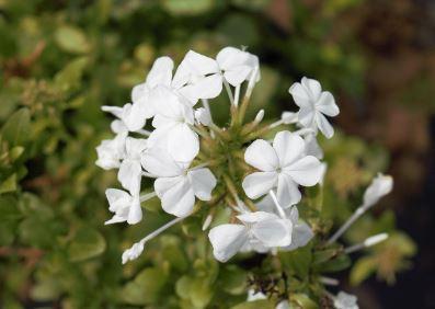 Plumbago auriculata 
