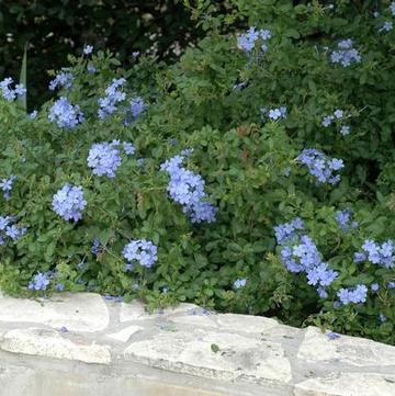 Plumbago auriculata 'Escapade Blue'