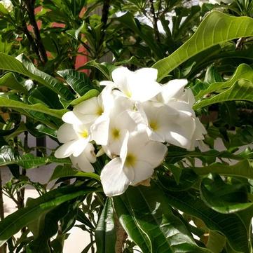 Plumeria 