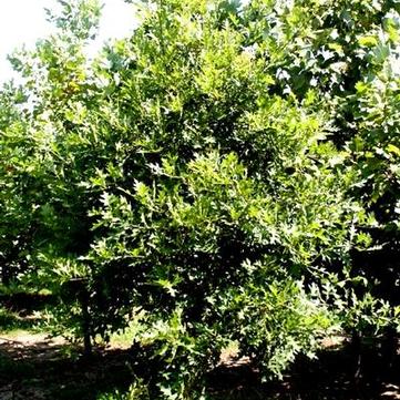 Quercus phellos 