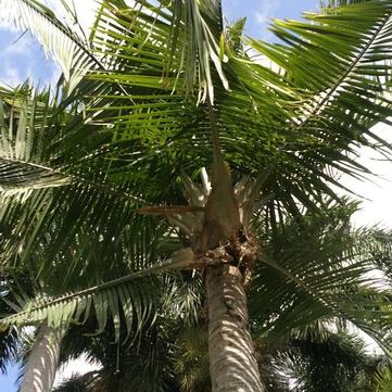 Ravenea rivularis 